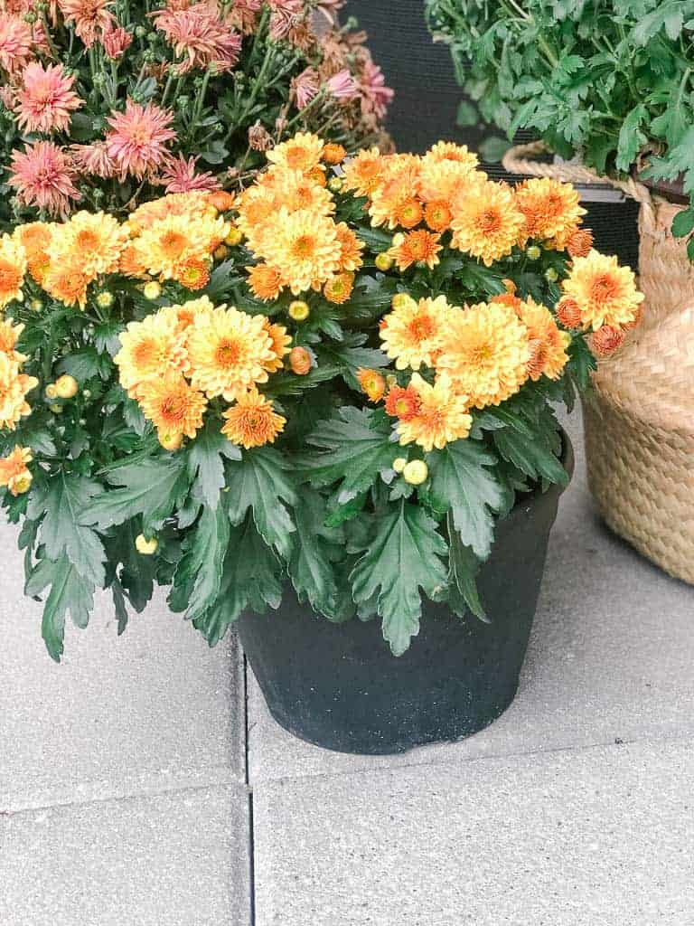 Orange mums in a plain black plastic pot - before Signed Samantha started making her super cheap DIY planter